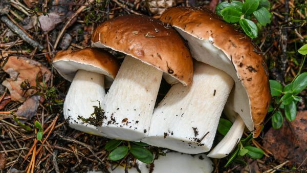 Какую пользу приносят грибы организму?