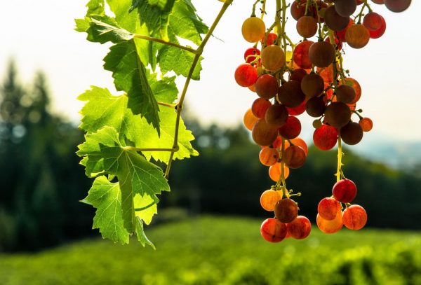 Листья красного винограда при заболеваниях сердца, и не только