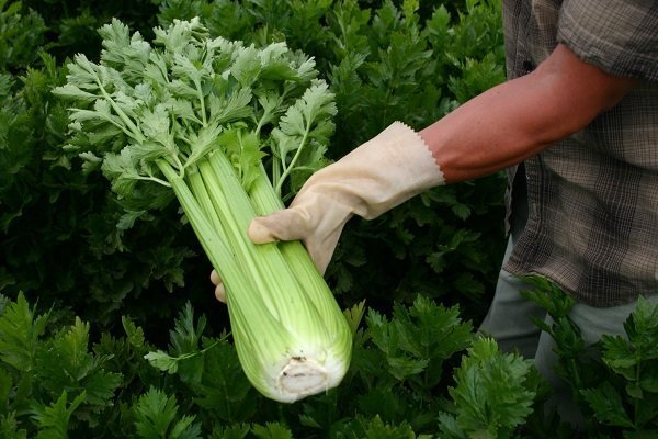 celery growing1